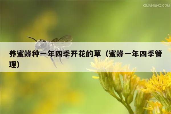 养蜜蜂种一年四季开花的草（蜜蜂一年四季管理）