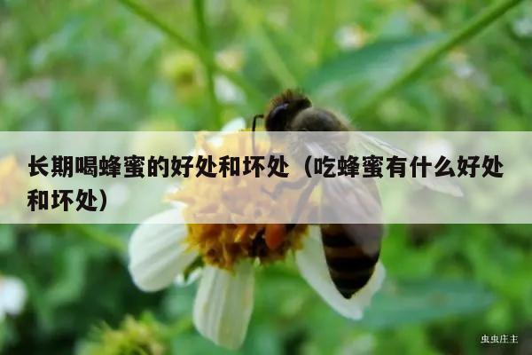 长期喝蜂蜜的好处和坏处（吃蜂蜜有什么好处和坏处）