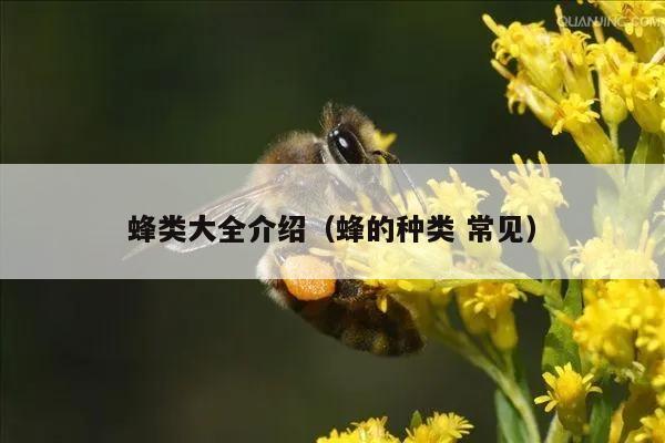 蜂类大全介绍（蜂的种类 常见）