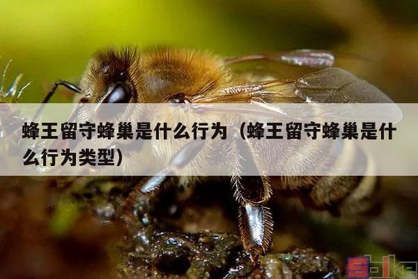 蜂王留守蜂巢是什么行为（蜂王留守蜂巢是什么行为类型）