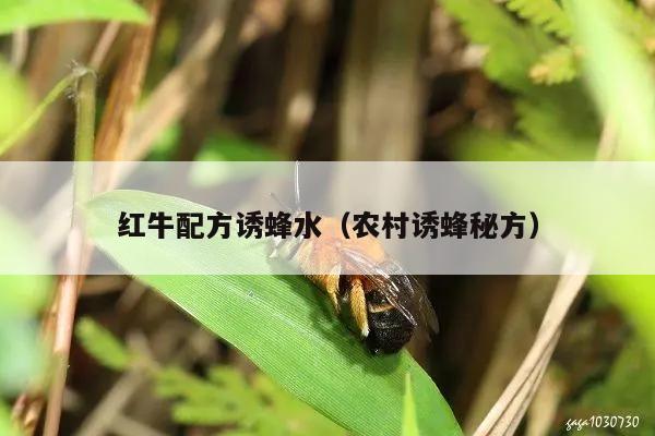 红牛配方诱蜂水（农村诱蜂秘方）