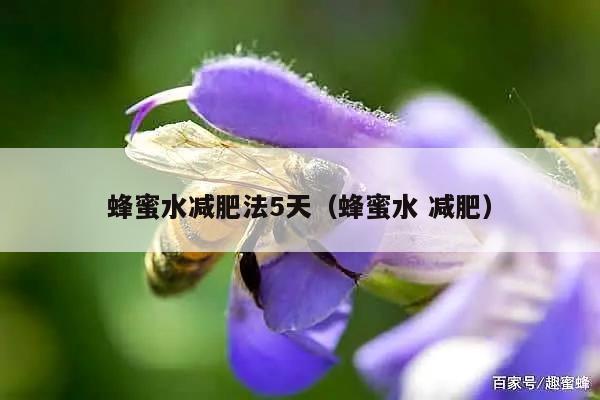 蜂蜜水减肥法5天（蜂蜜水 减肥）