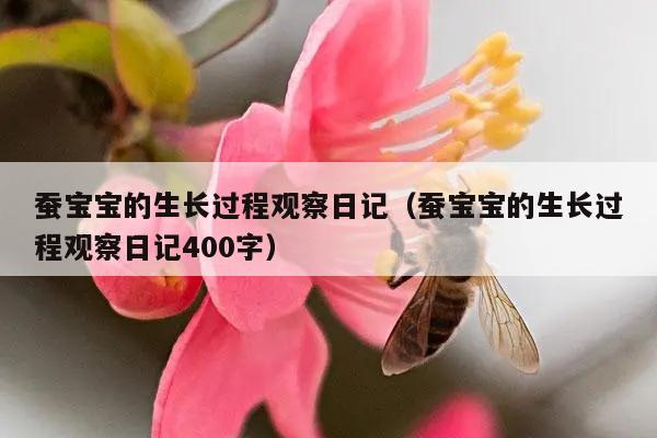 蚕宝宝的生长过程观察日记（蚕宝宝的生长过程观察日记400字）