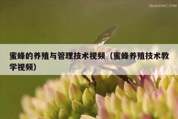 蜜蜂的养殖与管理技术视频（蜜蜂养殖技术教学视频）
