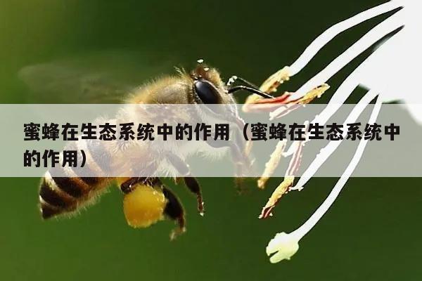 蜜蜂在生态系统中的作用（蜜蜂在生态系统中的作用）