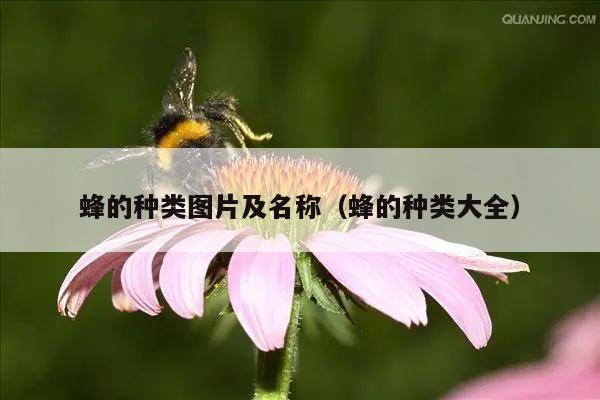 蜂的种类图片及名称（蜂的种类大全）