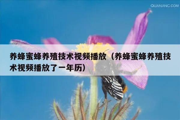 养蜂蜜蜂养殖技术视频播放（养蜂蜜蜂养殖技术视频播放了一年历）