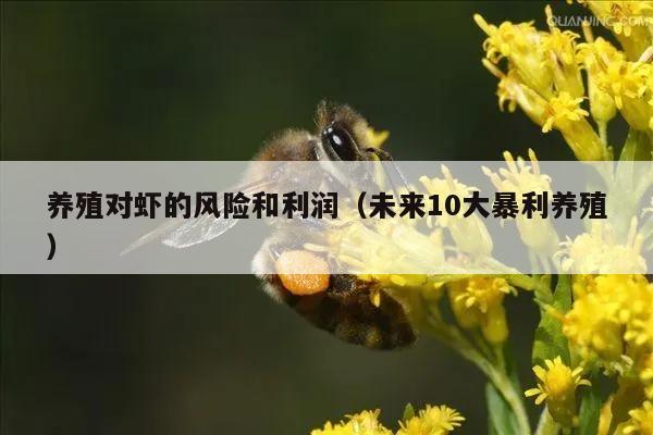 养殖对虾的风险和利润（未来10大暴利养殖）