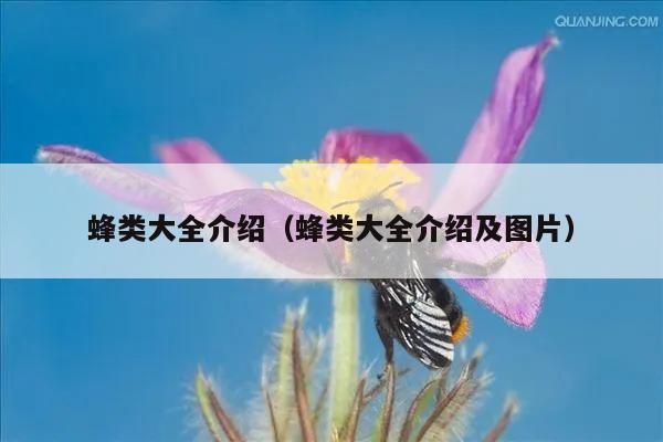 蜂类大全介绍（蜂类大全介绍及图片）