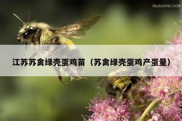 江苏苏禽绿壳蛋鸡苗（苏禽绿壳蛋鸡产蛋量）
