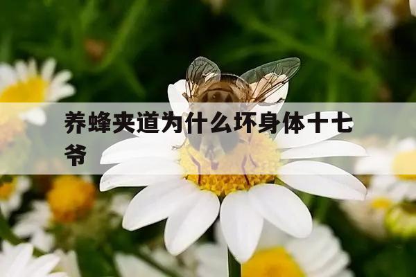 养蜂夹道为什么坏身体十七爷 
