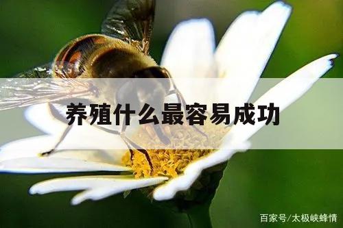 养殖什么最容易成功 现养殖什么最佳