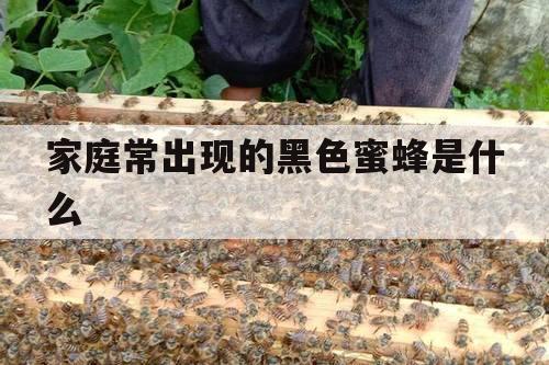 家庭常出现的黑色蜜蜂是什么 黑色的是蜜蜂吗