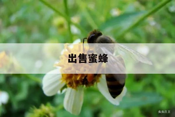 出售蜜蜂 出售蜜蜂蜂箱的厂家