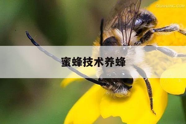 蜜蜂技术养蜂 蜜蜂技术养蜂视频教程