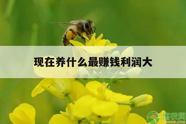 现在养什么最赚钱利润大 现在养什么最赚钱利润大呢