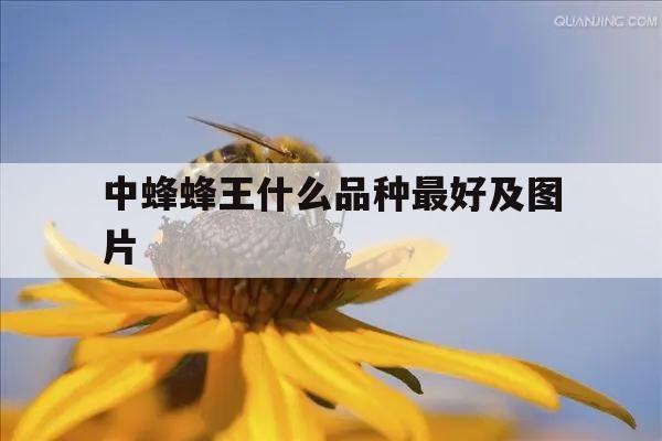 中蜂蜂王什么品种最好及图片 