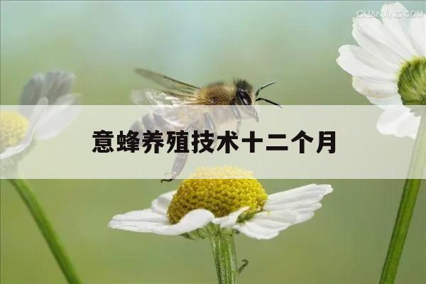 意蜂养殖技术十二个月 意蜂的养殖