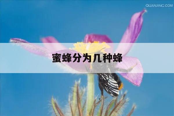 蜜蜂分为几种蜂 蜜蜂分为哪几种蜂种