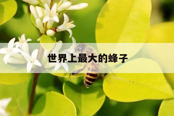 世界上最大的蜂子 世界上最大的蜂子图片