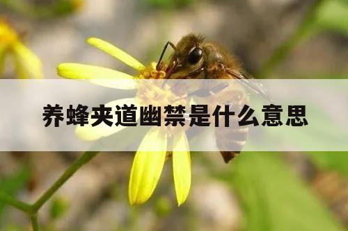 养蜂夹道幽禁是什么意思 十三爷幽禁养蜂夹道是怎么回事