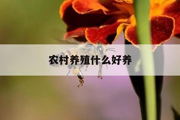 农村养殖什么好养 农村养殖什么好养又好卖?竹鸡