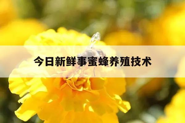 今日新鲜事蜜蜂养殖技术 每日农经蜜蜂养殖技术视频