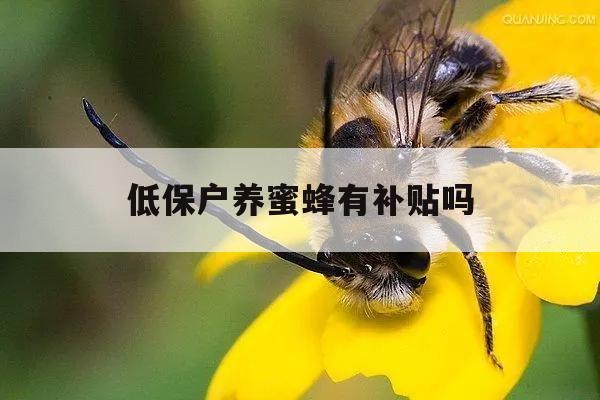 低保户养蜜蜂有补贴吗 国家对农民养蜜蜂户有补贴吗