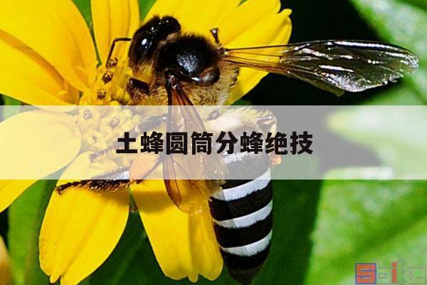土蜂圆筒分蜂绝技 圆筒蜂箱怎么分蜂好