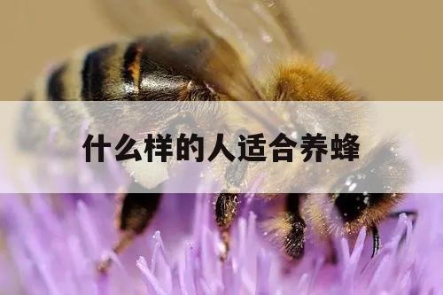什么样的人适合养蜂 什么样的人适合养蜂子