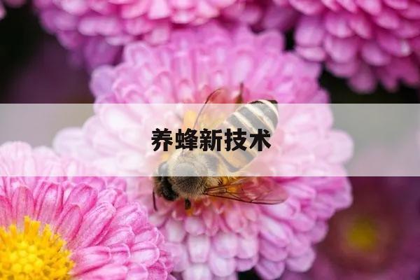 养蜂新技术 养蜂技术资料