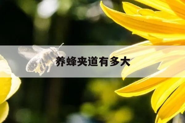 养蜂夹道有多大 古代的养蜂夹道是做什么的