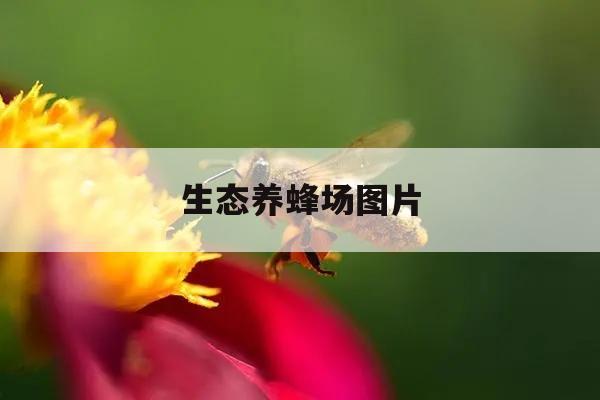 生态养蜂场图片 养蜂示范基地宣传图片