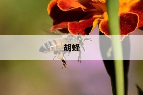 胡蜂 胡蜂养殖技术