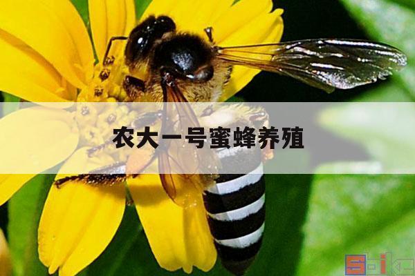 农大一号蜜蜂养殖 农大一号蜜蜂养殖可靠吗