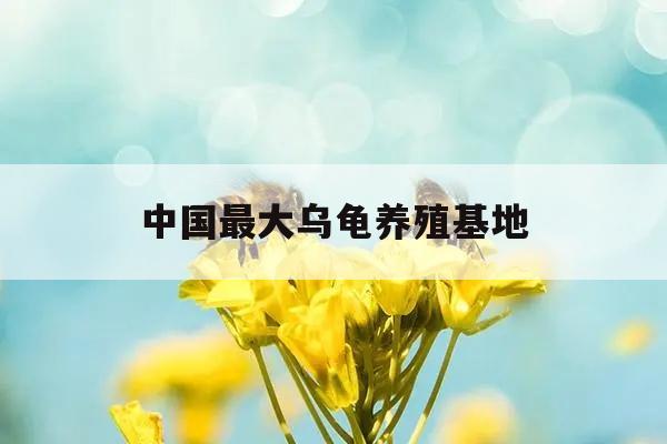 中国最大乌龟养殖基地 中国最大乌龟养殖基地是哪里