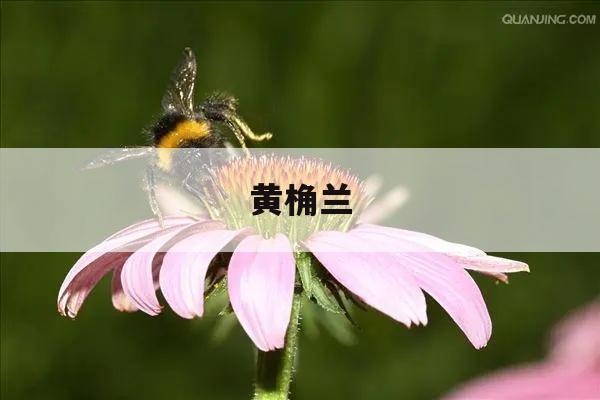 黄桷兰 黄桷兰的扦插方法