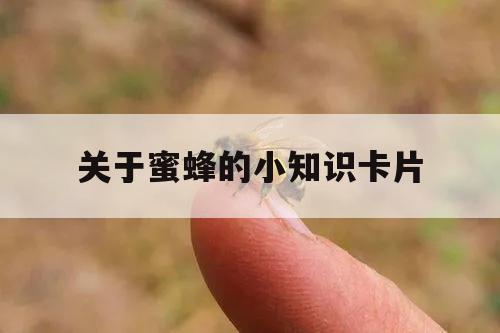 关于蜜蜂的小知识卡片 了解蜜蜂的知识制作一张记录卡