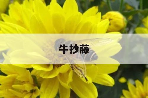 牛抄藤 牛抄藤图片