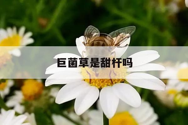 巨菌草是甜杆吗 巨菌草有种子卖吗?多少钱一斤种