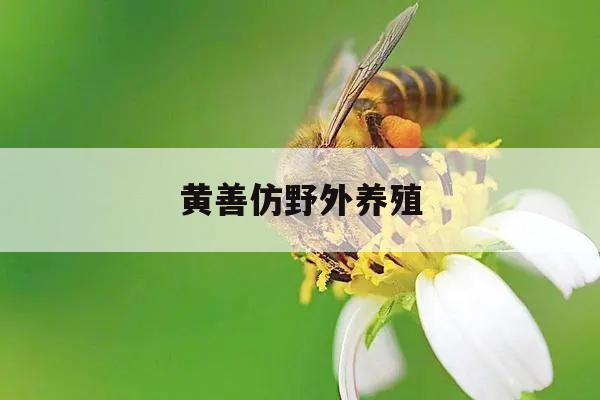 黄善仿野外养殖
