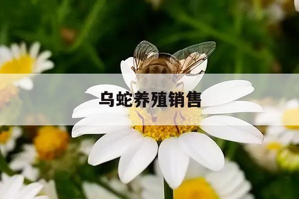 乌蛇养殖销售
