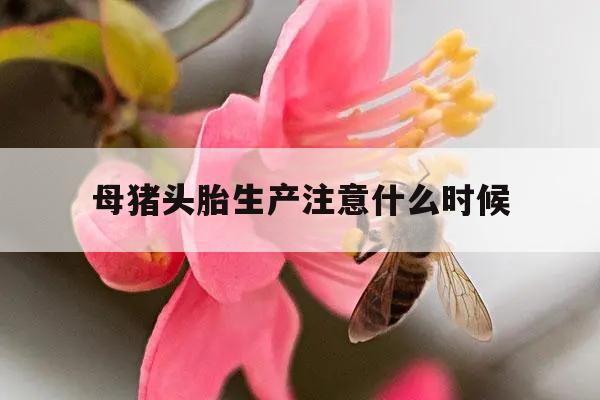 母猪头胎生产注意什么时候