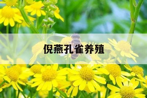 倪燕孔雀养殖