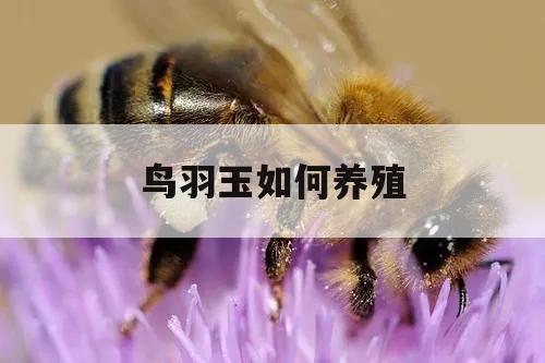 鸟羽玉如何养殖 鸟羽玉如何养殖视频