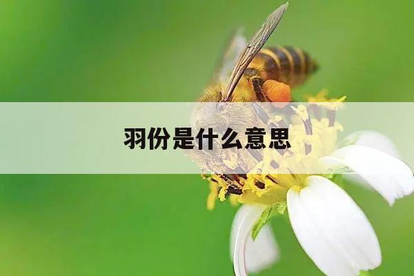 羽份是什么意思 羽份是什么单位